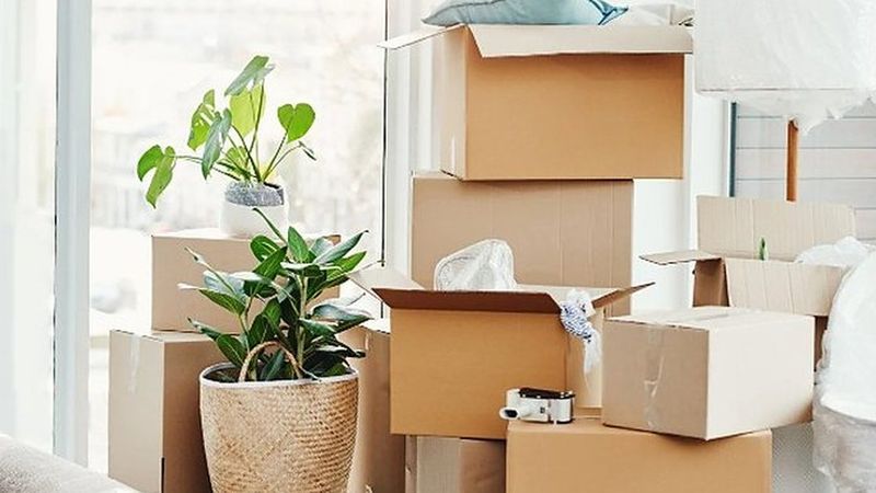 Cajas de mudanza apiladas junto a plantas en un salón luminoso, listas para el traslado