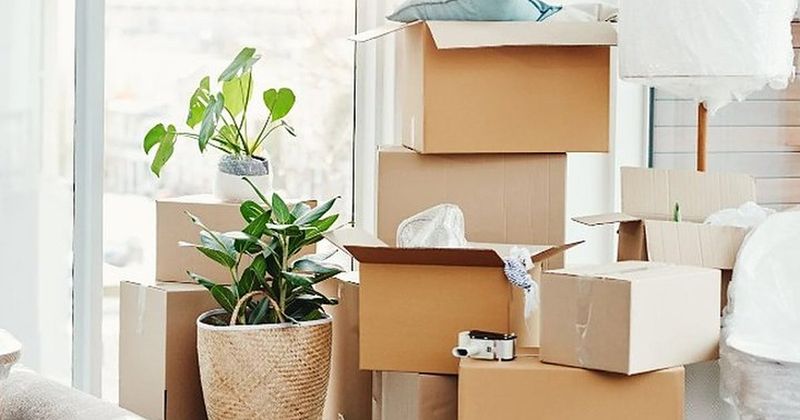 Cajas de mudanza apiladas junto a plantas en un salón luminoso, listas para el traslado