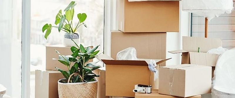 Cajas de mudanza apiladas junto a plantas en un salón luminoso, listas para el traslado