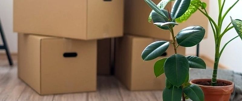 Cajas de mudanza cerradas junto a un ficus en un salón